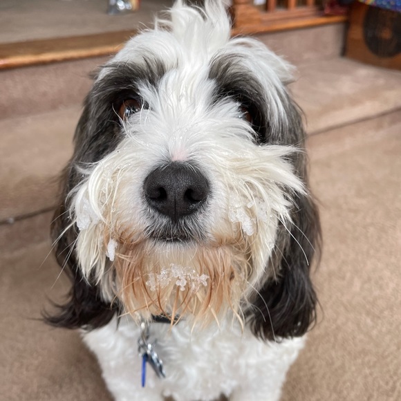 Meet your Posher, Peter - Picture 1 of 1